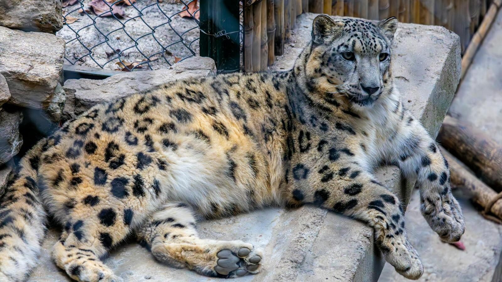 A majestic snow leopard with a spotted coat lounging on a rocky surface in an outdoor enclosure, showcasing the traits of the Felidae family.