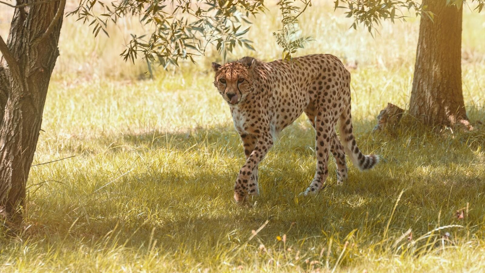 A cheetah moves stealthily through the tall grass, blending into its surroundings as it prepares for a strategic and precise hunt.