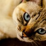 Adorable Siamese cat with striking blue eyes looking up intently.