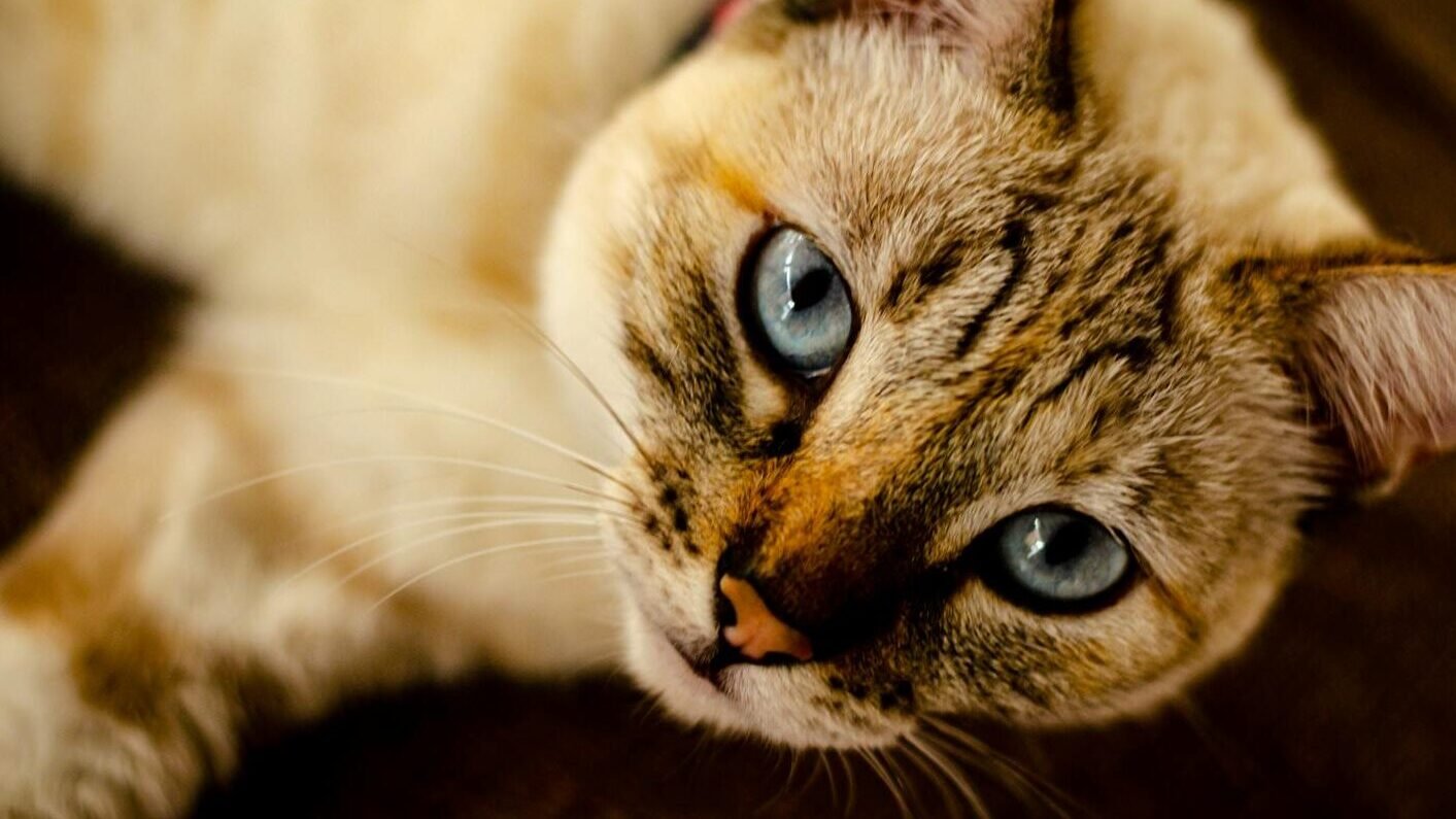 Adorable Siamese cat with striking blue eyes looking up intently.