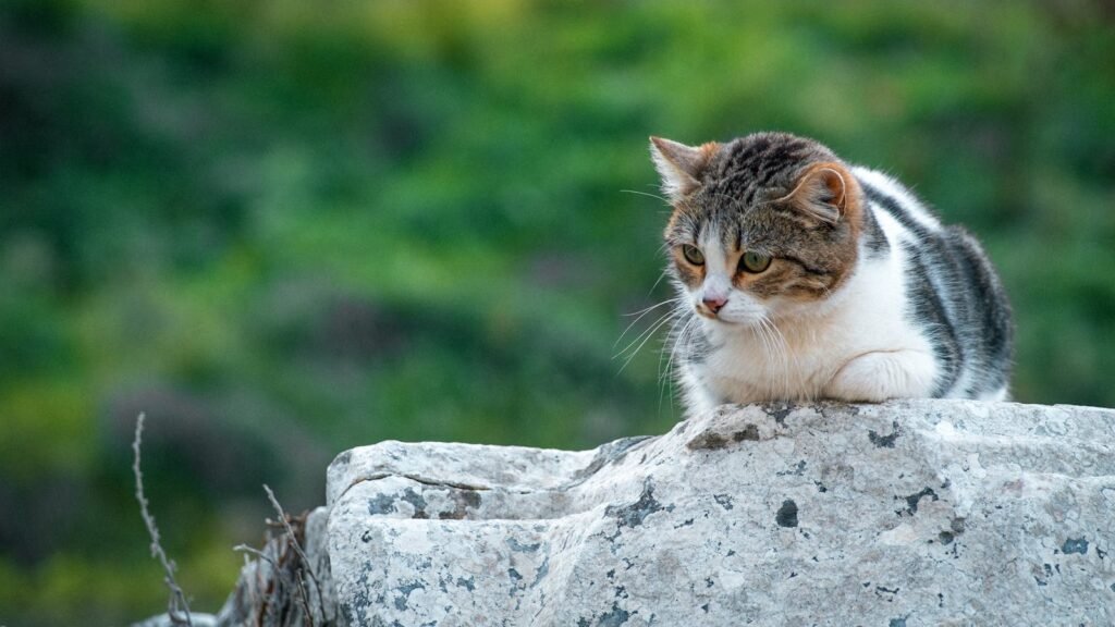 A beautiful stray cat resting on a stone amidst the greenery in İzmir, Türkiye.