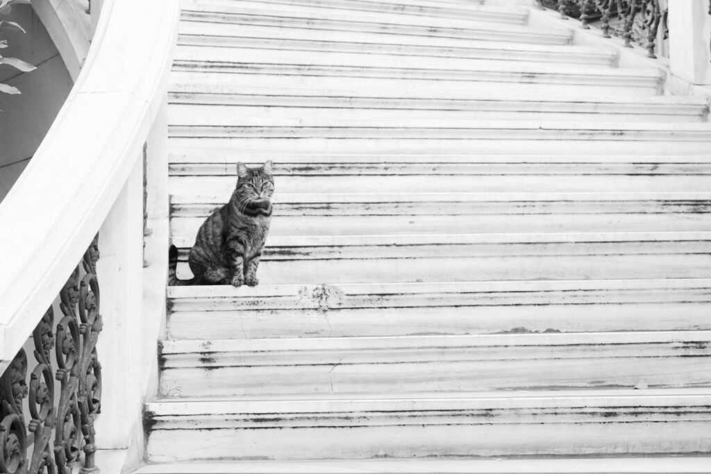 A solitary tabby cat perched on grand marble stairs, showcasing a serene setting.