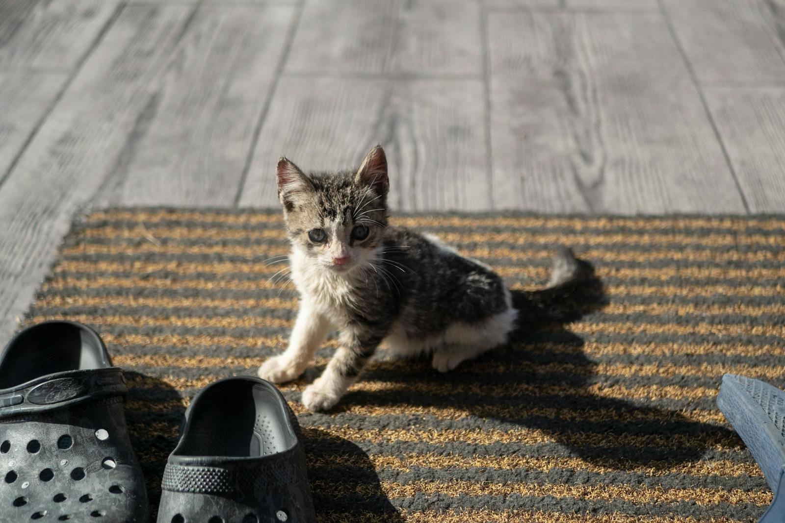 Photo by Cristi Neagu Cat superstitions