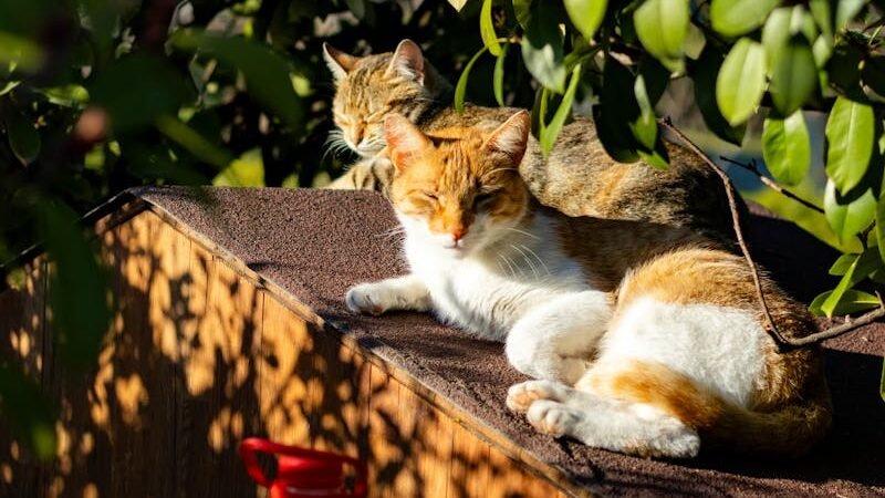 Two cats relax on a sunny rooftop surrounded by lush greenery in a Balıkesir garden.