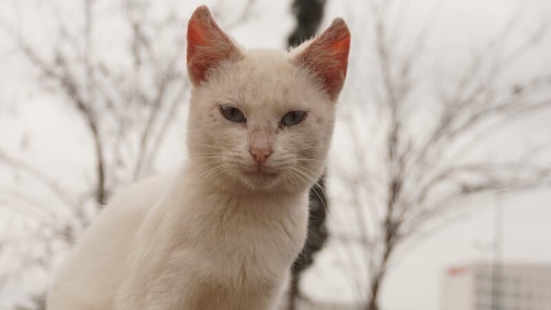 A sleek white cat with pointed ears and a confident gaze sits outdoors with a cityscape and bare trees in the background The cat appears alert and poised with a lean build and short fur