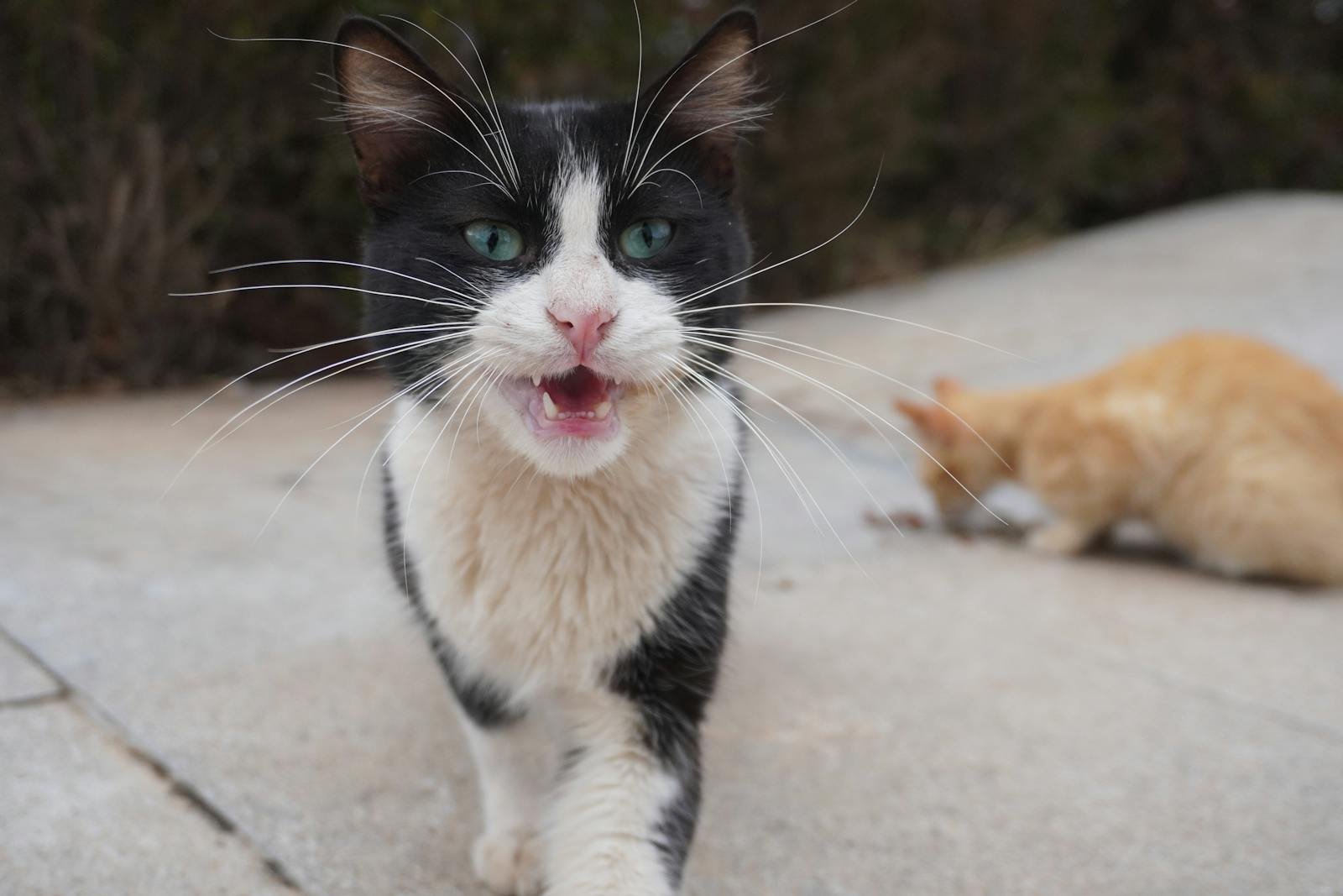 Photo by Abdel Achkouk wild domestic cat: Free stock photo of cat, cat lover, stray cat
