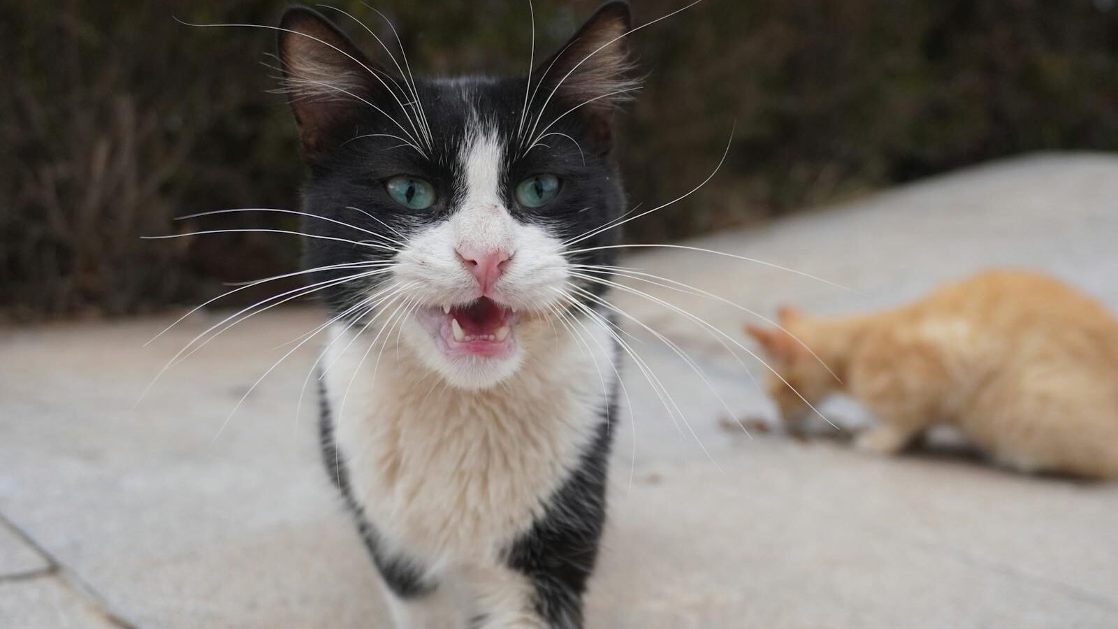 A black-and-white cat with striking green eyes and long whiskers walking towards the camera with its mouth slightly open. In the background, a ginger cat is crouched on the ground.