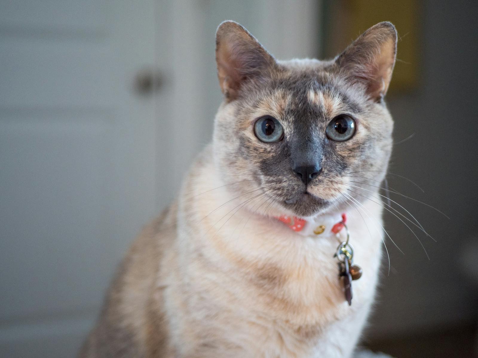 Photo by Mateo Goicochea Cats see: Siamese Mix Megan