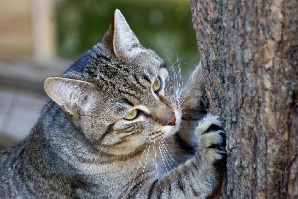 A focused tabby cat with sharp claws scratching a tree in a natural setting.
