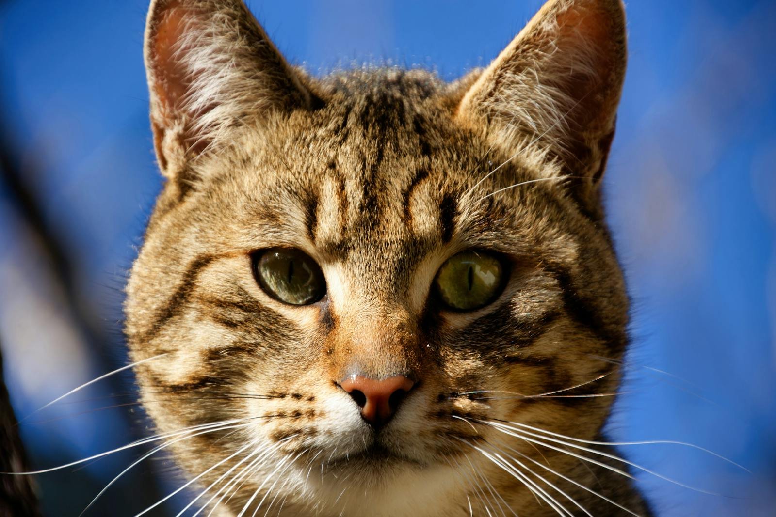 Photo by Fred Augé Cat superstitions: Detailed close-up of a tabby cat with striking green eyes against a blue sky.