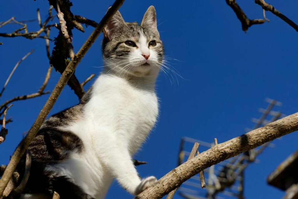 A cat perched on a tree branch under a clear blue sky, captured in sunlight.