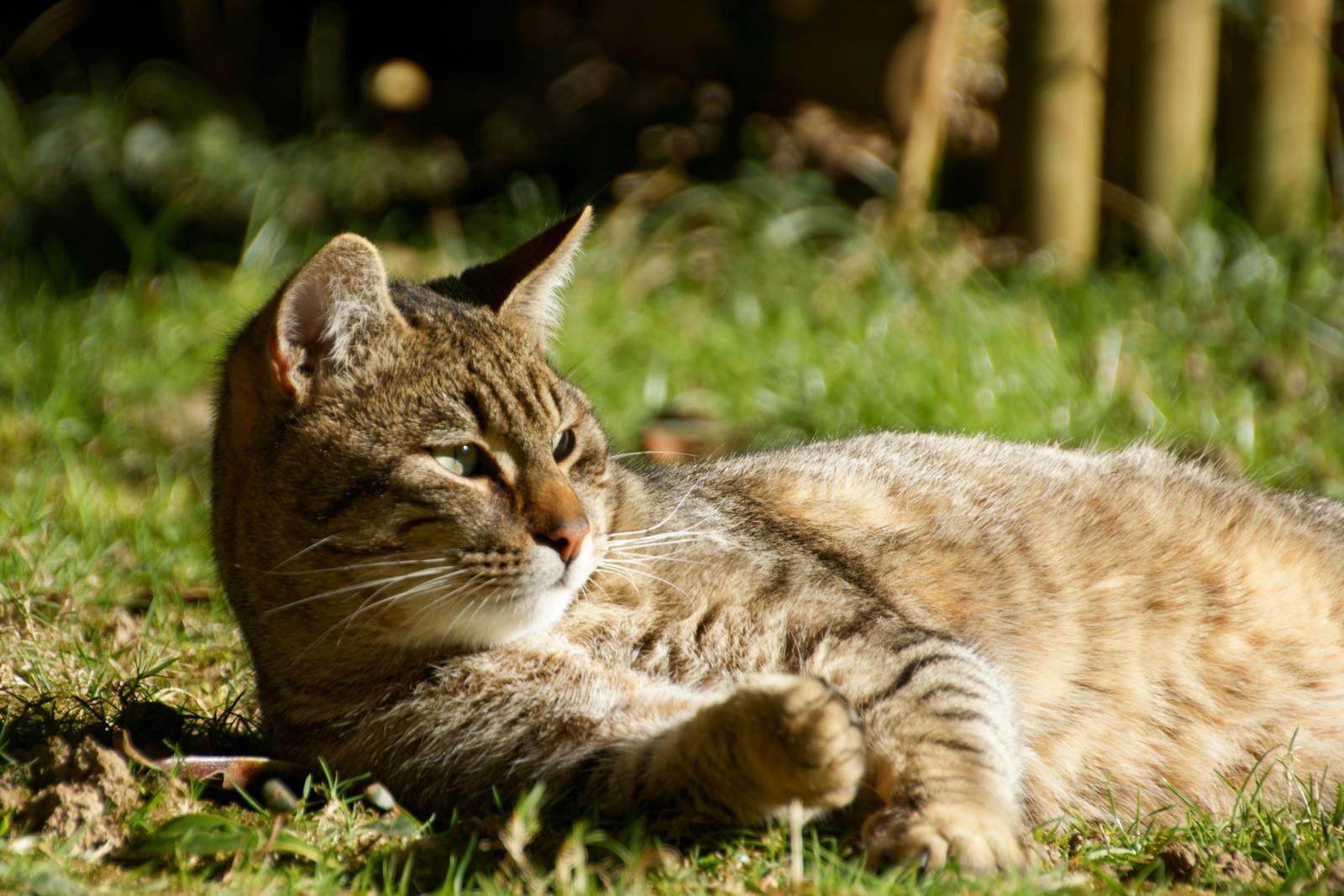 Photo by Fred Augé Cat superstitions: A serene tabby cat lounging in a sunny garden, enjoying the warmth.