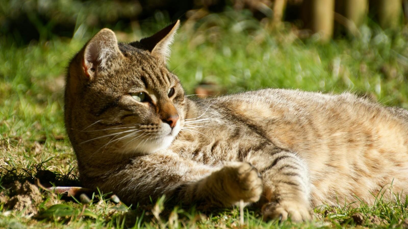 A tabby cat lying on the grass in sunlight, appearing alert with slightly tense body language, possibly showing signs of stress.
