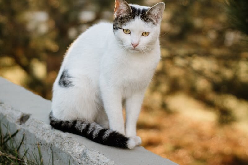 A white and gray cat perched on a stone wall, with its tail held in a position where the tip appears to be twitching.