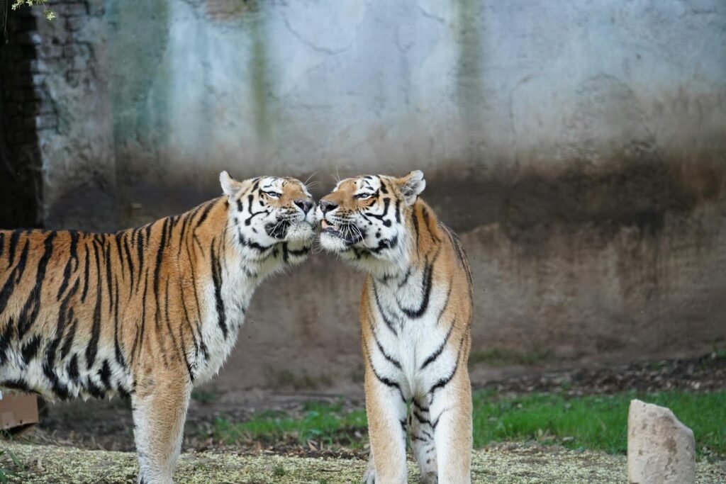 Two Amur tigers nuzzling affectionately in a natural outdoor setting.
