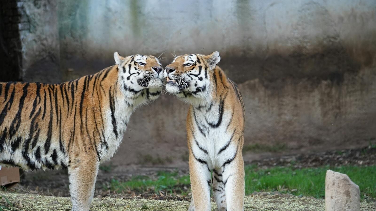 Two Amur tigers nuzzling affectionately in a natural outdoor setting.
