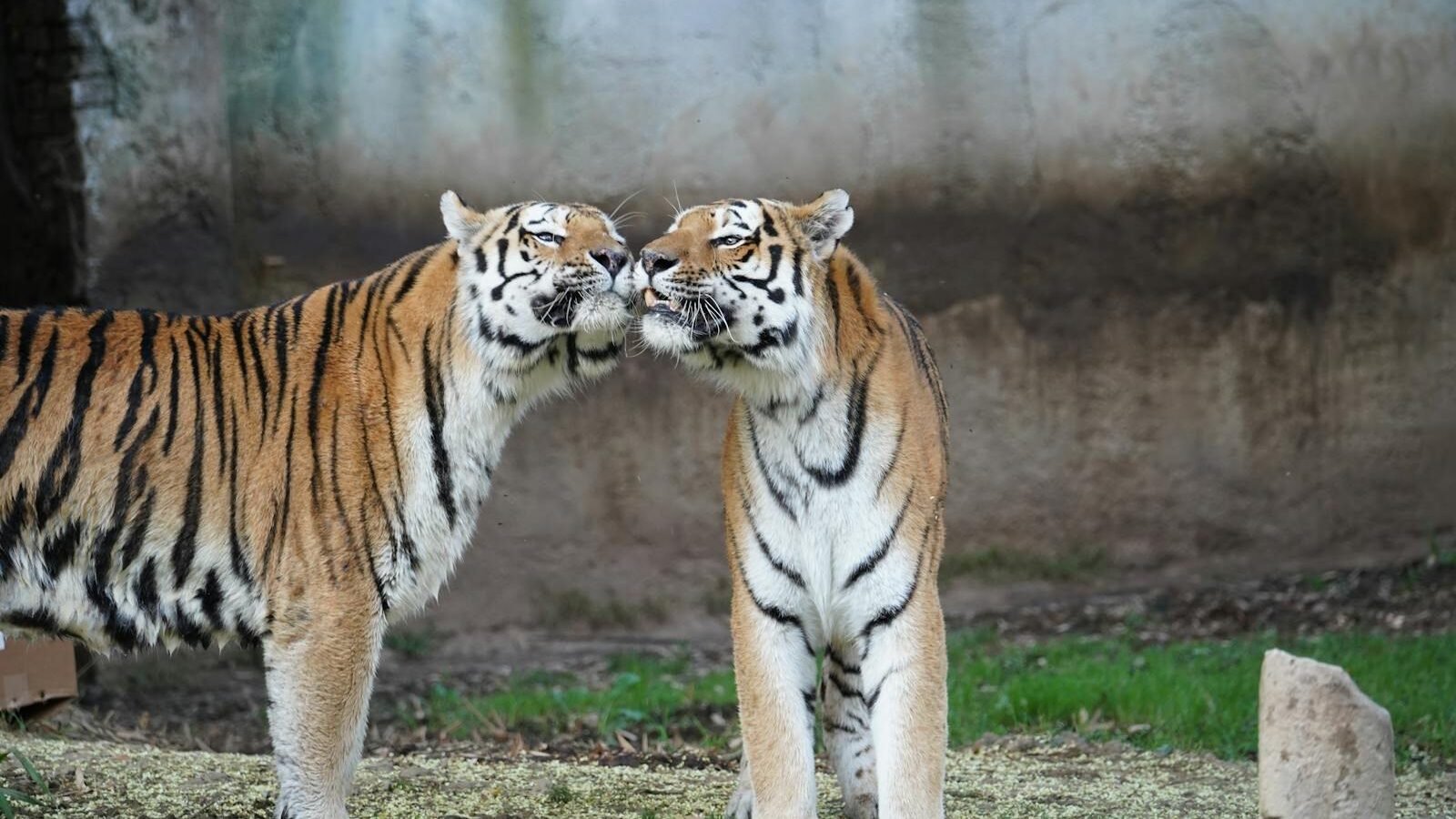 Two tigers stand close together, one facing the other. Their faces are near, possibly interacting, while their striking orange and black stripes are visible.