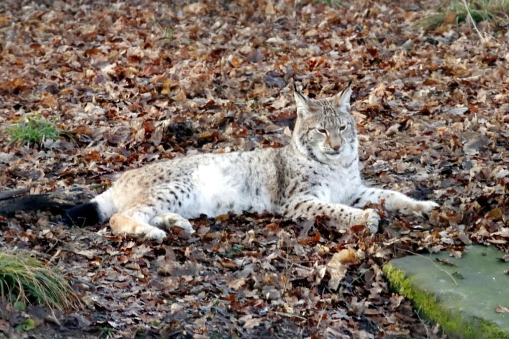 A lynx lies comfortably on a bed of autumn leaves in a serene forest setting.