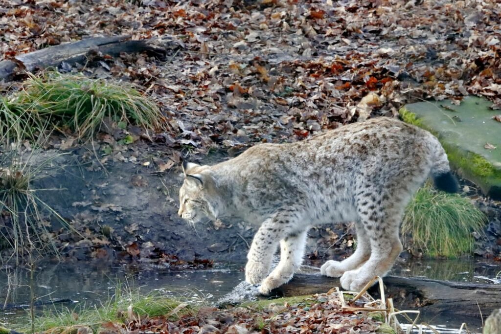 Lynx cautiously exploring the forest by a stream, surrounded by autumn leaves.
