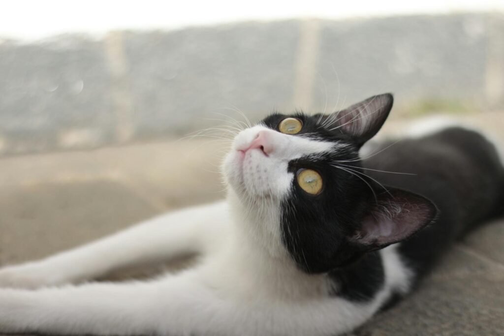 cat perception: A playful black and white cat stretches and looks upwards while lounging outside.