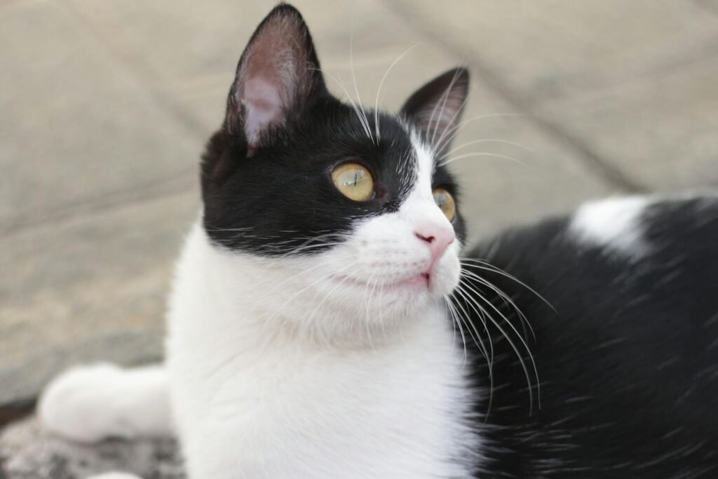 cat history: A black and white cat with bright eyes looking attentively.