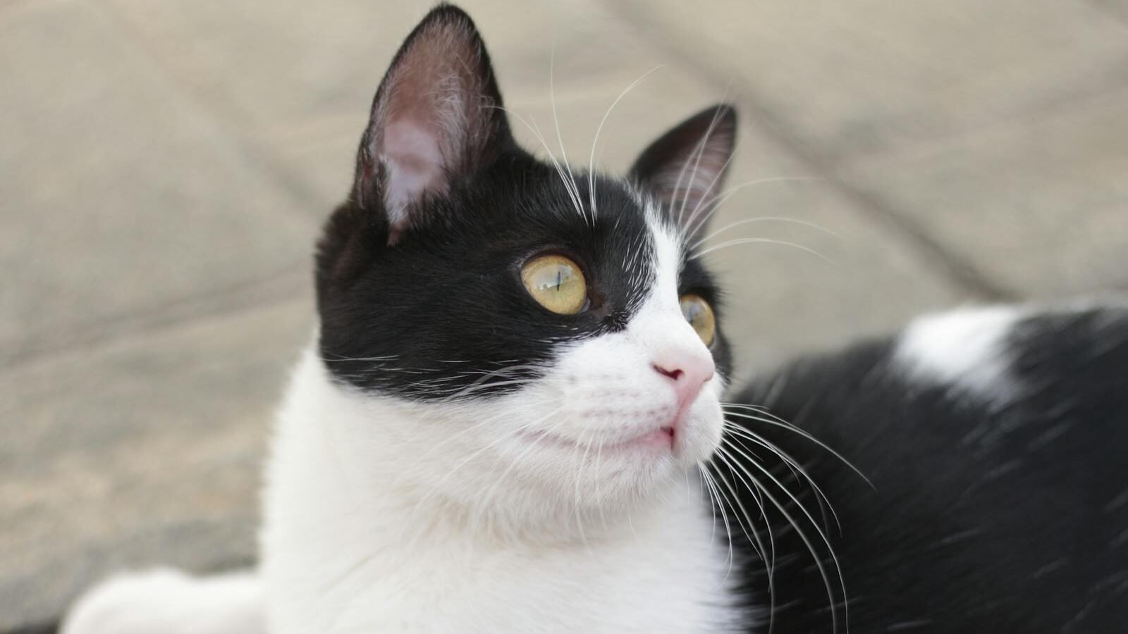 A black and white cat lying on a paved surface, looking off to the side with bright yellow eyes, symbolizing the charm and presence of cats in modern-day life.