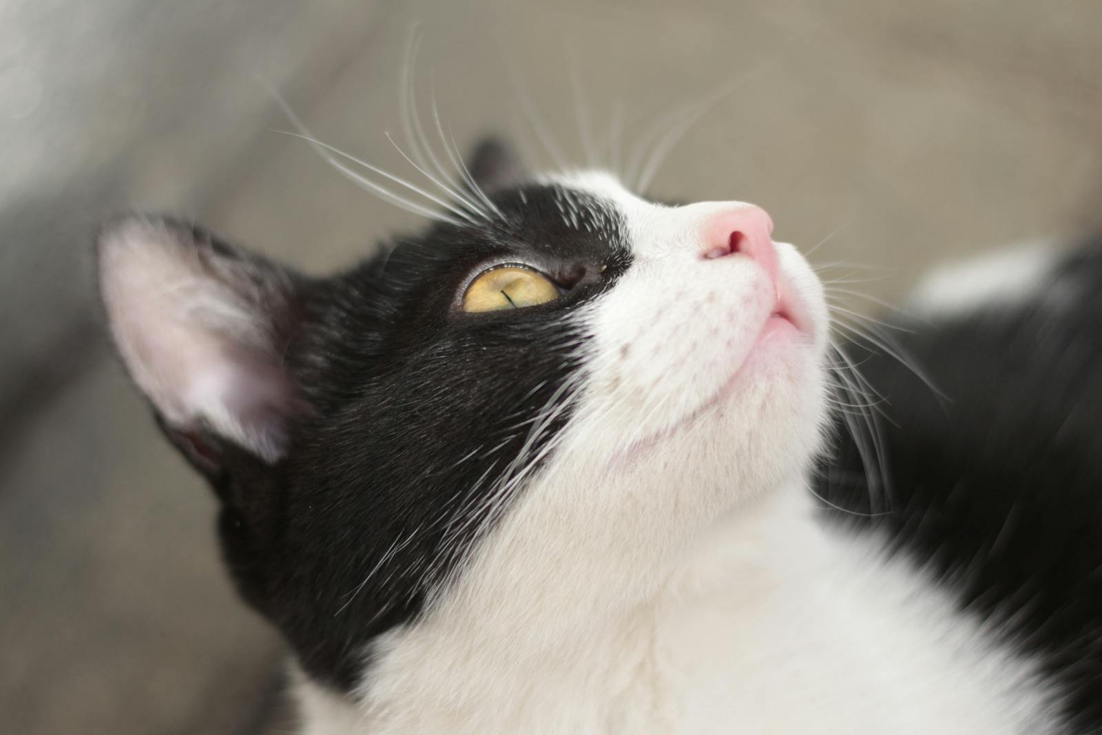 Photo by Luriko Yamaguchi Cats see: A black and white cat gazes upwards, capturing a moment of feline curiosity.