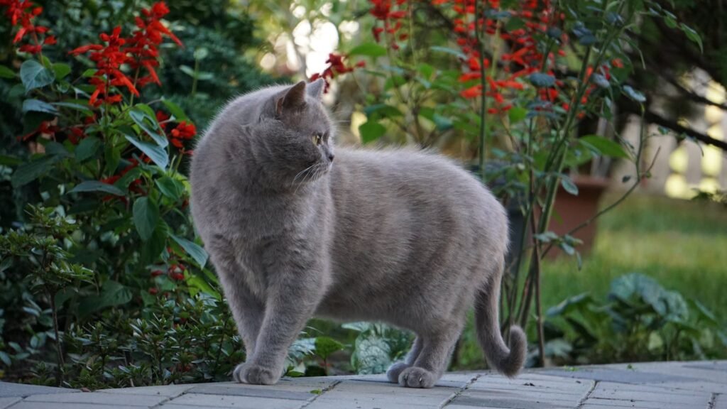 A grey cat standing on a paved surface in a garden, attentively looking to the side with its tail slightly raised, surrounded by green plants and red flowers.