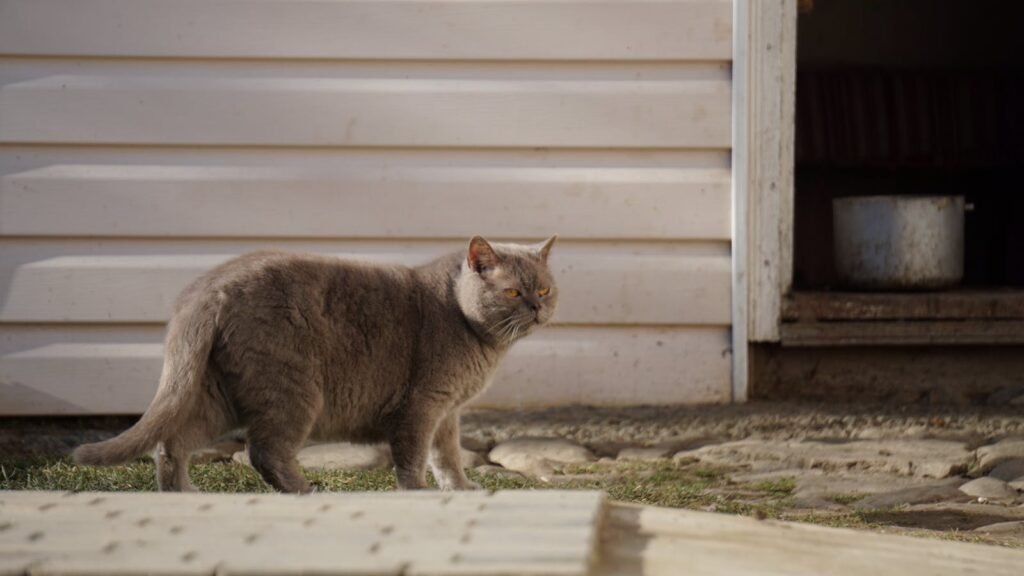 A sturdy gray cat with a thick tail walks confidently outside a house, its tail slightly raised, indicating alertness and curiosity.