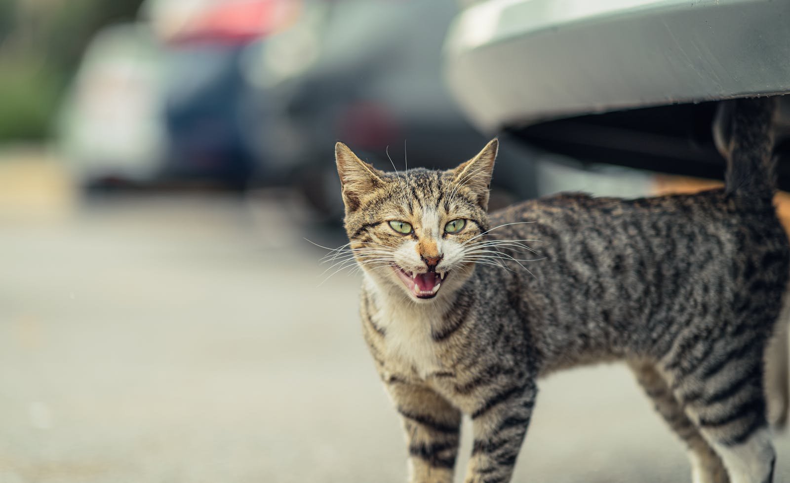 Photo by Ziad Madkour wild domestic cat