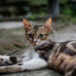 A mother cat with a slender build and striking green eyes rests on the ground, displaying a calm yet alert expression in an outdoor setting.