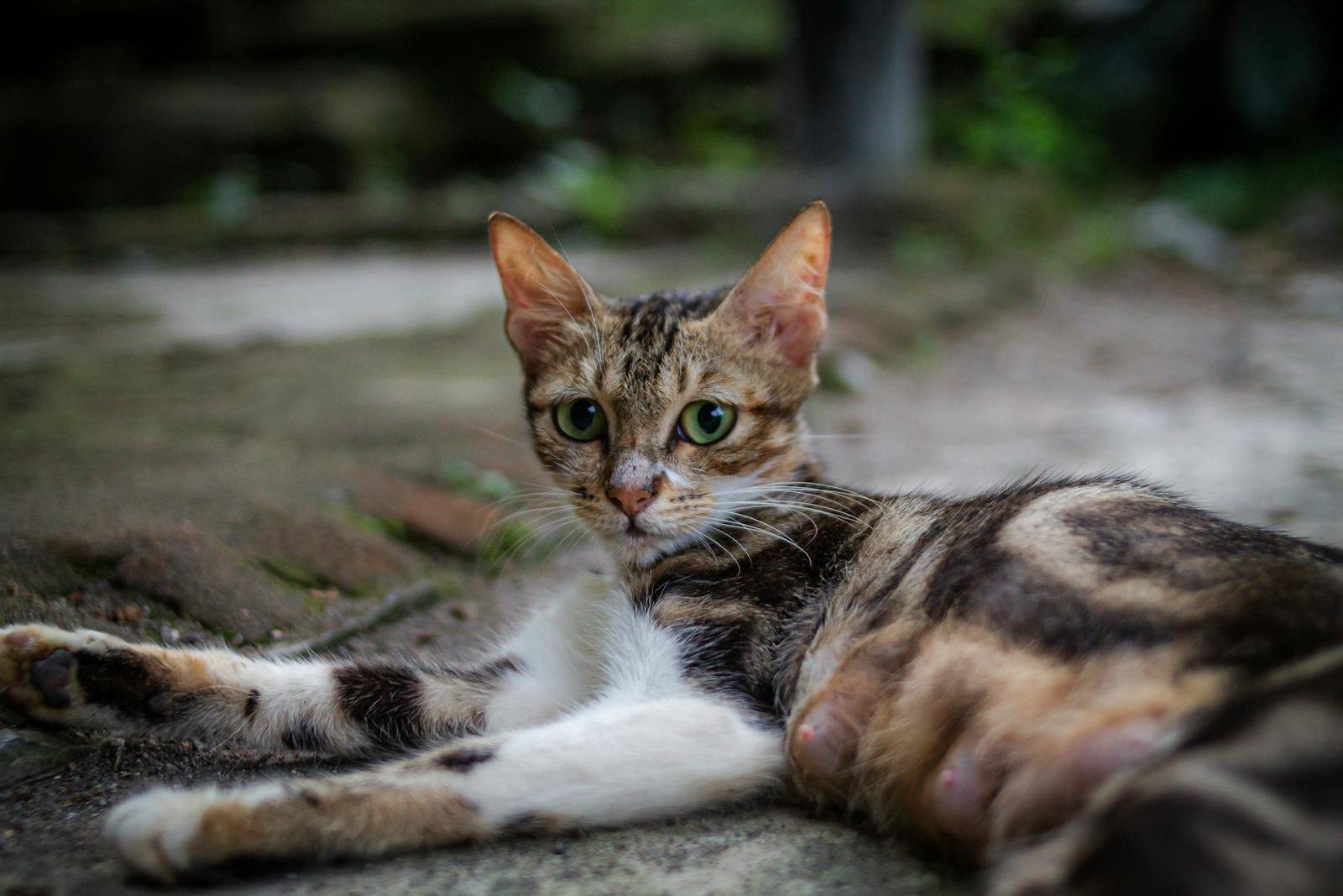 A mother cat with a slender build and striking green eyes rests on the ground, displaying a calm yet alert expression in an outdoor setting.