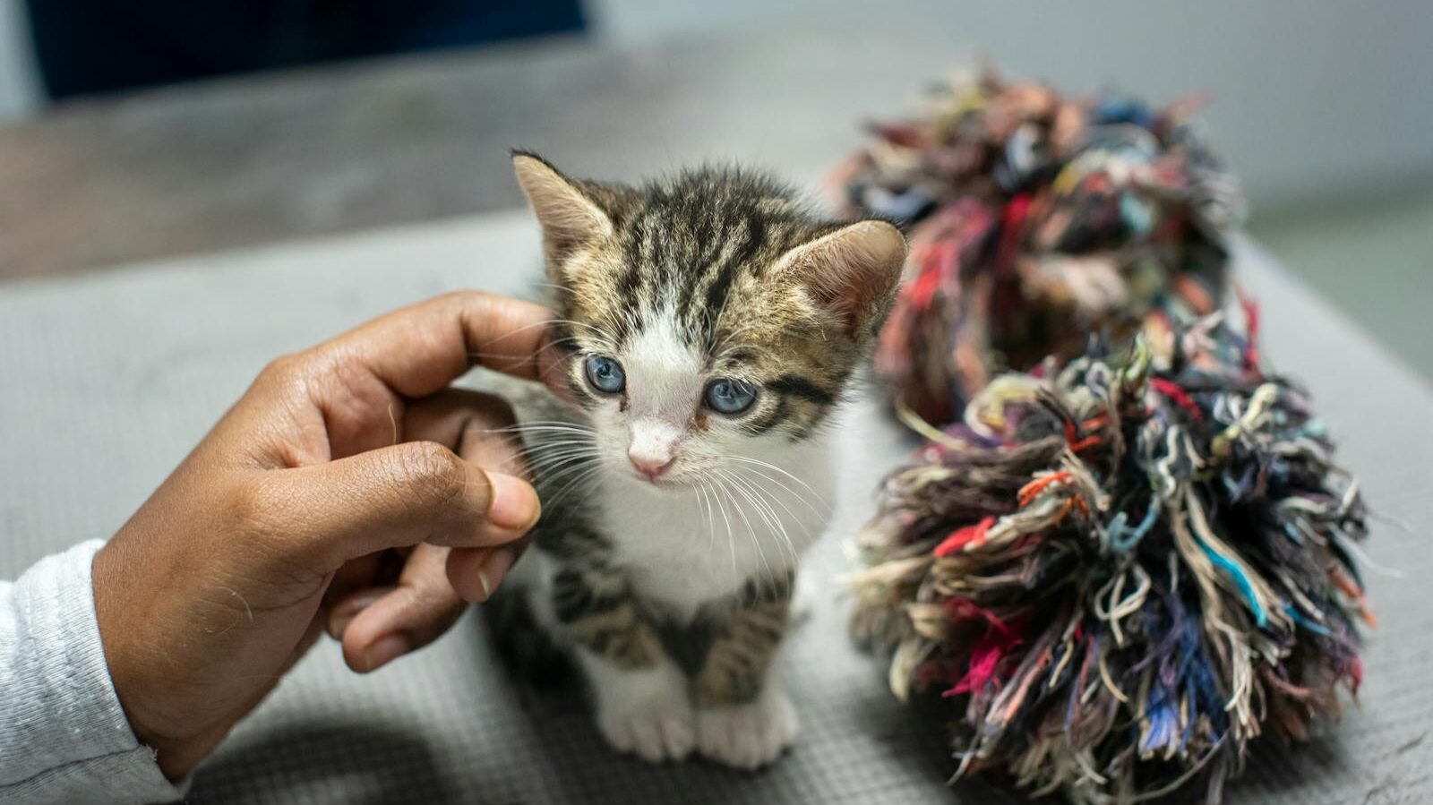 A small kitten with blue eyes enjoys a gentle touch from a human hand, purring contentedly while sitting next to a colorful toy.