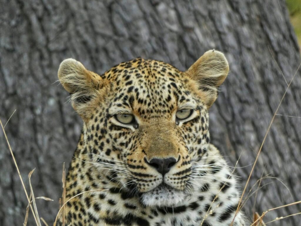 A majestic leopard with piercing eyes and a beautifully patterned coat rests near a tree, showcasing its strength and stealth in the wild.