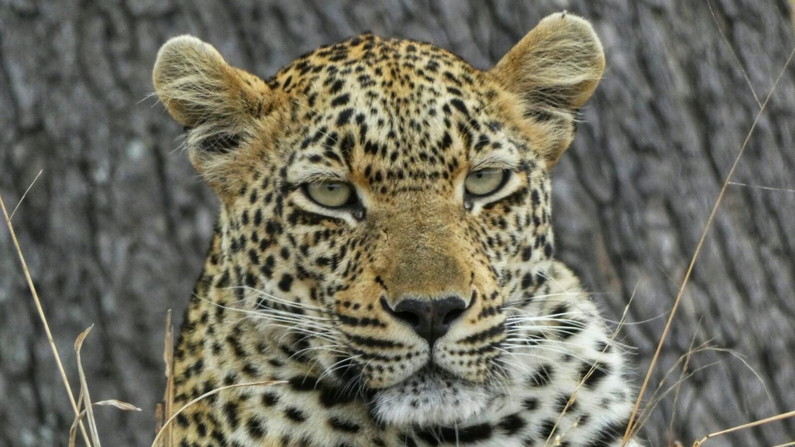 A majestic leopard with piercing eyes and a beautifully patterned coat rests near a tree, showcasing its strength and stealth in the wild.