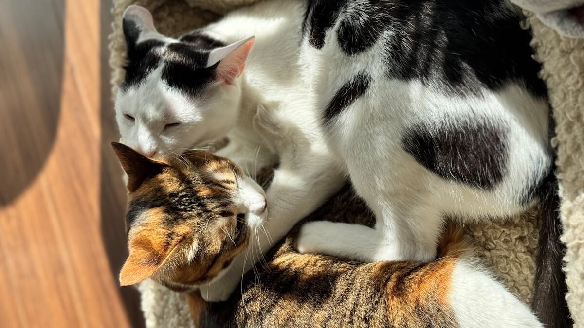 Two cats cuddling together, one grooming the other, with their tails intertwined, showcasing affectionate behavior.