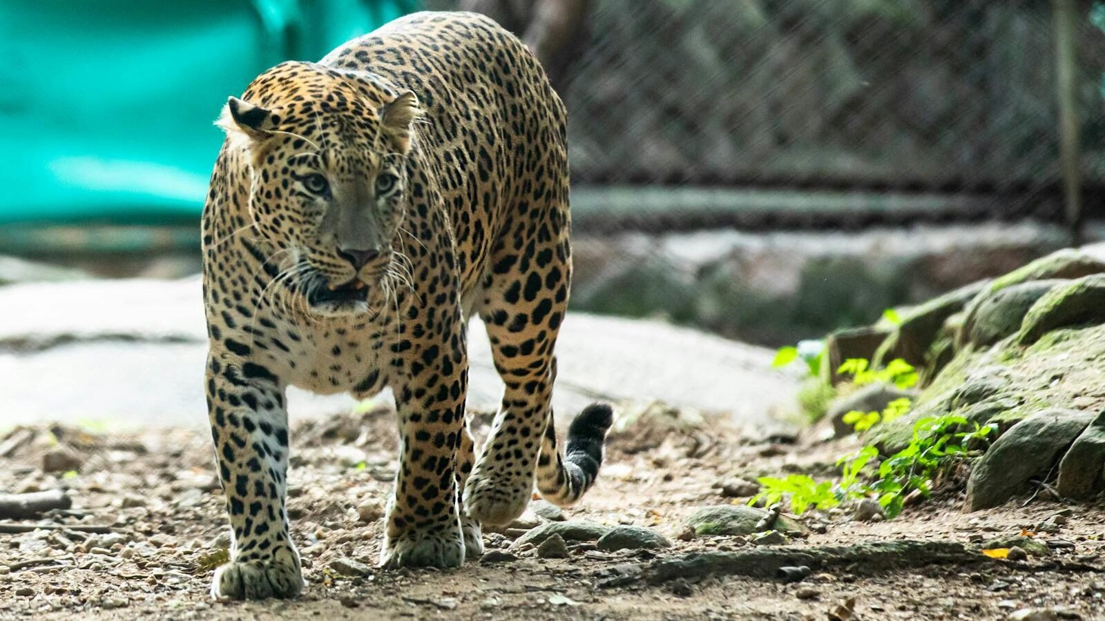 A sleek and powerful leopard moves gracefully through its habitat, showcasing its agility, stealth, and adaptability as a top predator.