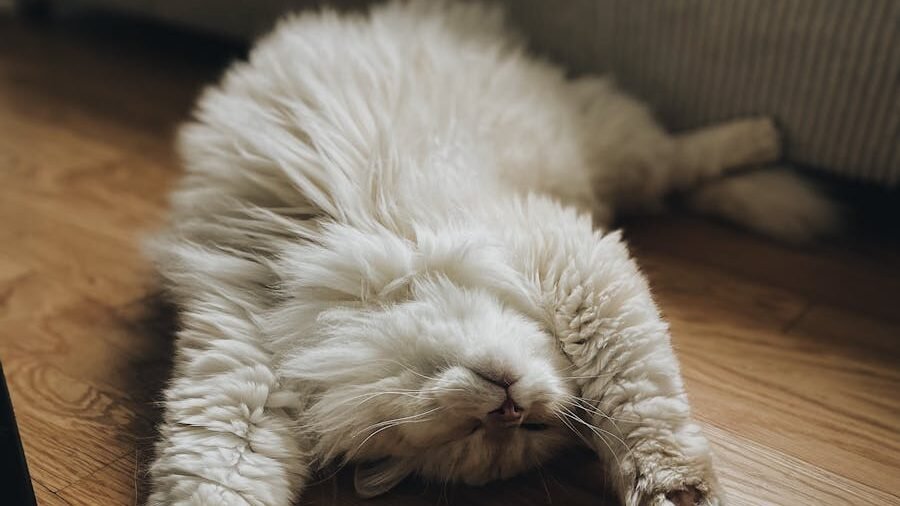 A fluffy cat lying on its back on a wooden floor with its paws stretched out, displaying a relaxed posture and exposing its belly.