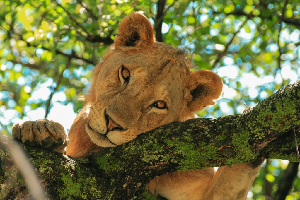 A serene lion rests on a tree branch with sunlight filtering through the leaves.