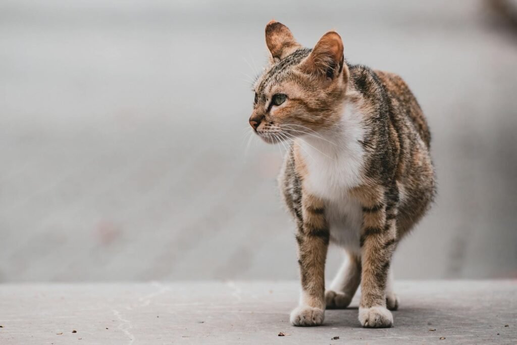 Cat looking at side