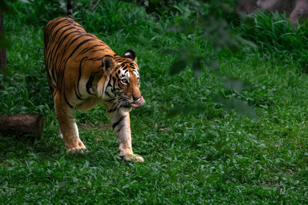 Majestic Bengal tiger prowling through the greenery of Bengaluru, India, showcasing its powerful presence.
