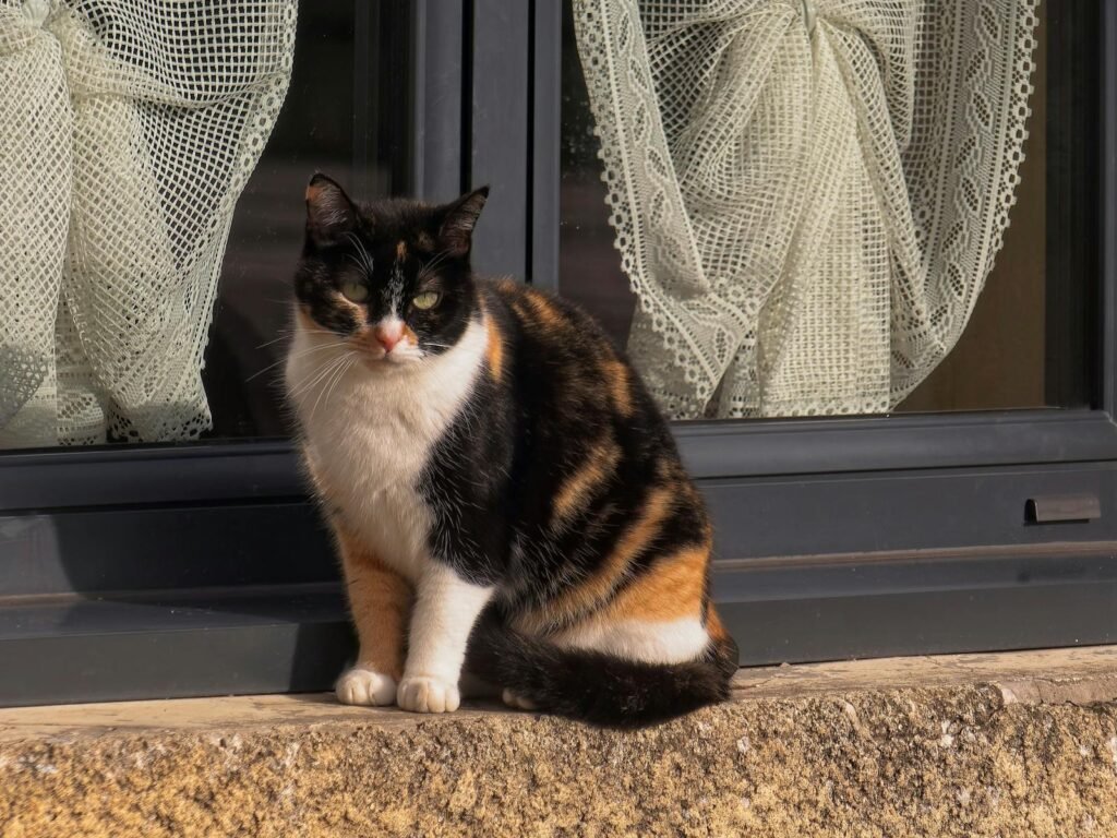 cat comfort: A captivating calico cat sitting peacefully on a sunlit windowsill with lace curtains.