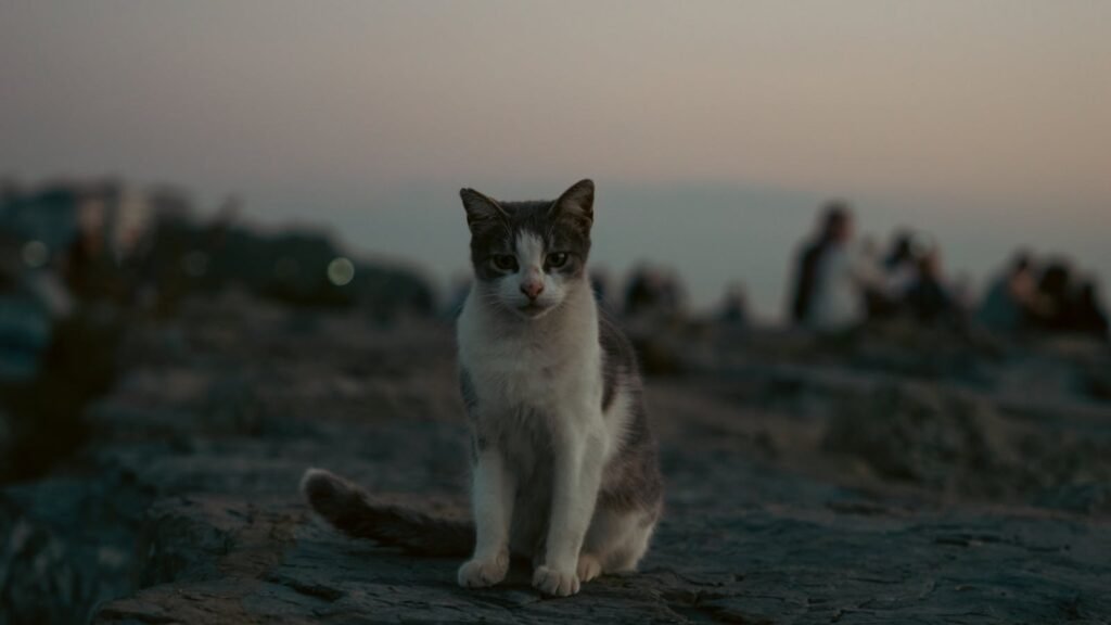 cat comfort: A calm cat sitting on rocks at dusk with a blurred background of people.