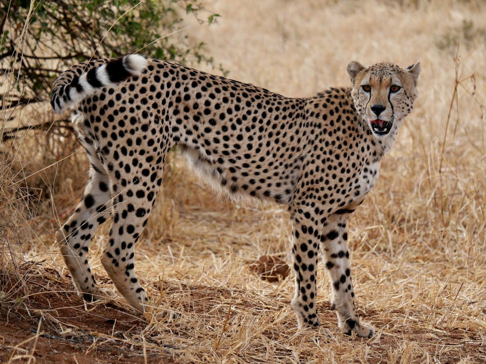 Photo by Dirk Pothen Cheetah standing in the savannah, showcasing its majestic spots and natural habitat.