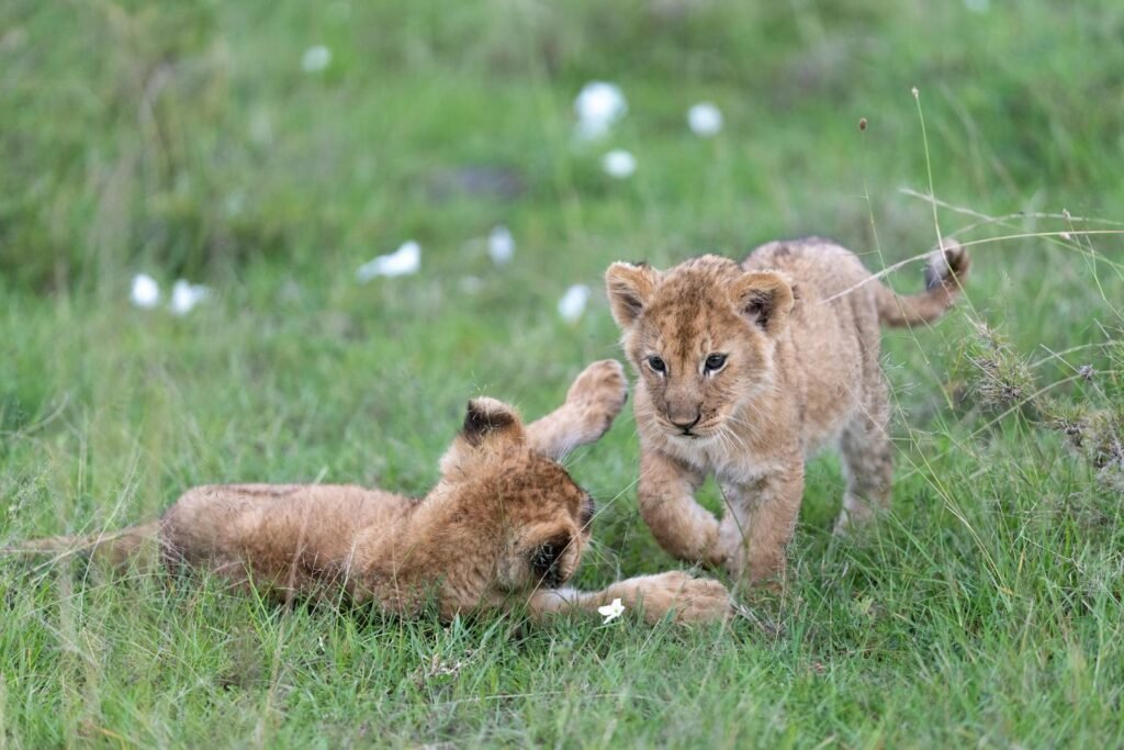 big cat Two lion cubs playing in the grassy savannah of Kenya's Narok County.