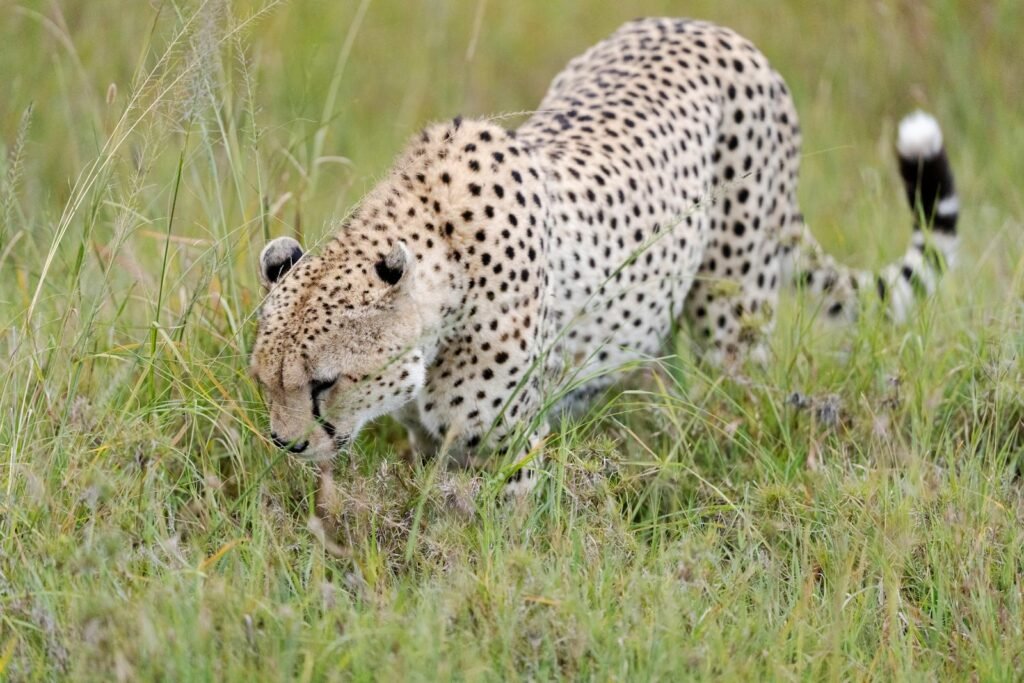 Powerful Hunting Abilities