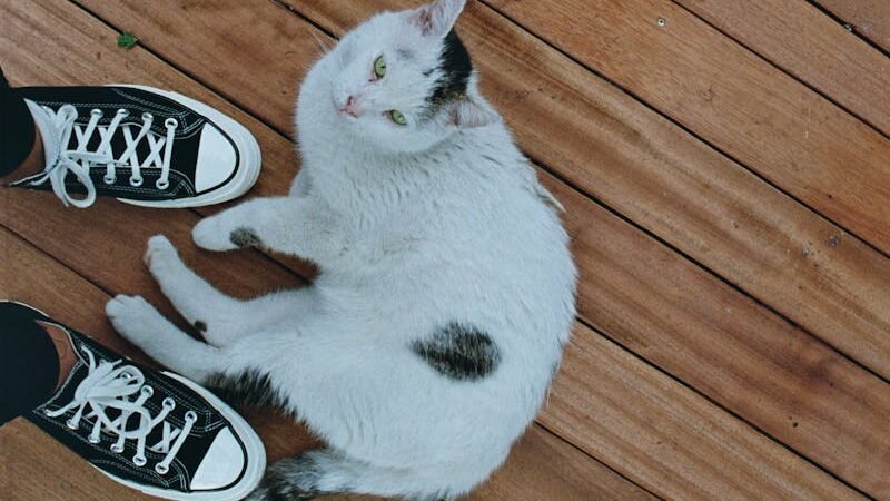 Playful white cat lying on a wooden deck beside black sneakers.