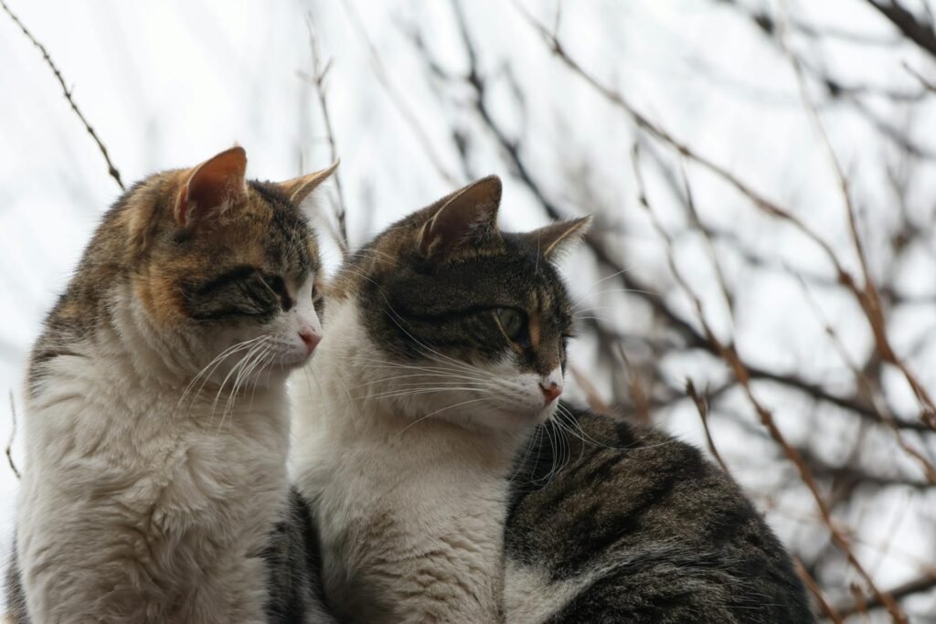 unique bond: Two cats sitting outdoors on a cloudy day in İstanbul. Cozy and calm mood.