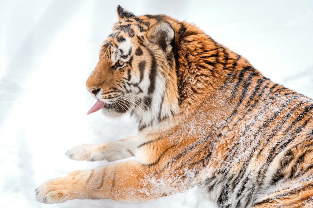 Close-up of a Siberian Tiger lying in snow, showcasing its vibrant fur pattern.