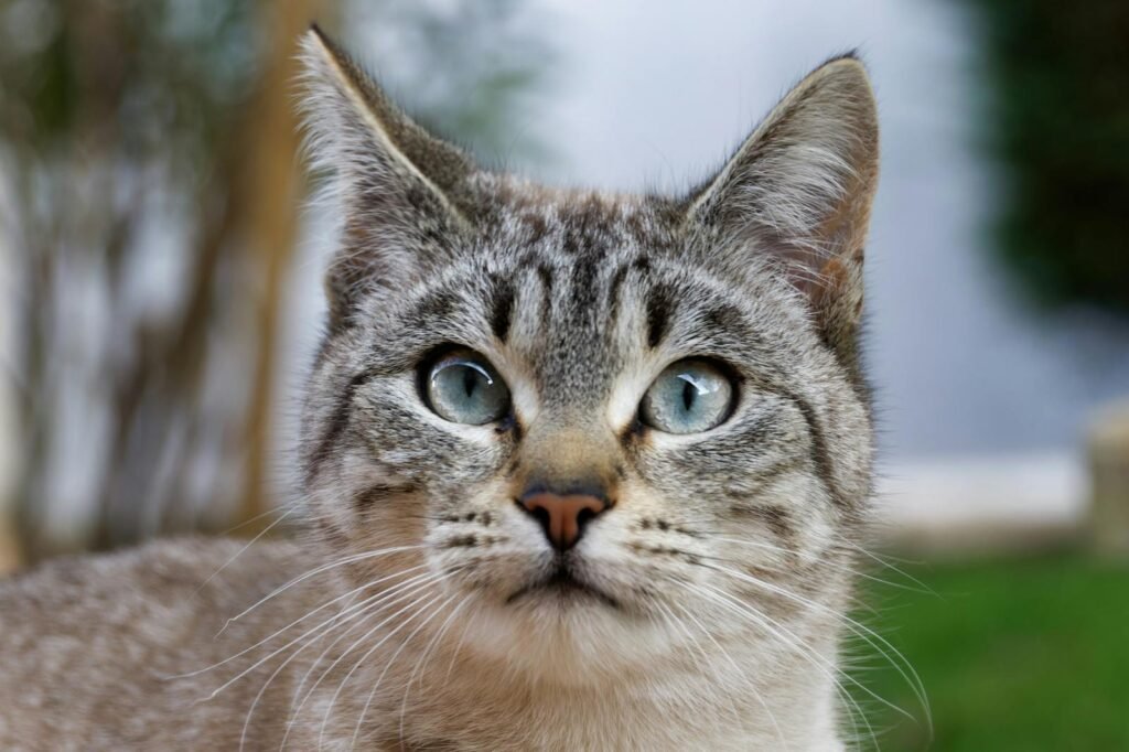 Vivid close-up of a blue-eyed tabby cat with a focus on its striking gaze.